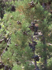 Widdringtonia nodiflora