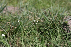 Manulea buchneroides