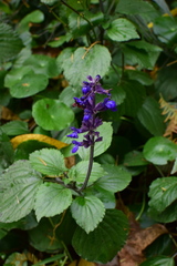 Salvia farinacea