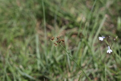 Fimbristylis dichotoma