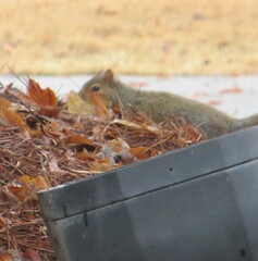 Sciurus carolinensis