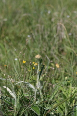 Helichrysum nudifolium