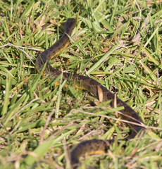 Palusophis bifossatus