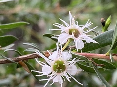 Kunzea leptospermoides