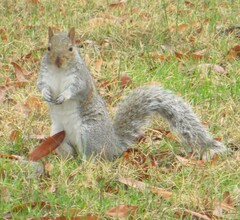 Sciurus carolinensis