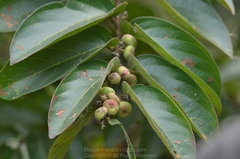 Glochidion zeylanicum