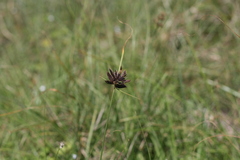 Cyperus nitidus