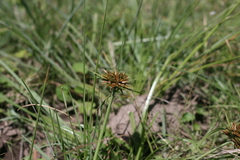 Cyperus brevis