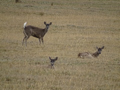 Odocoileus virginianus ustus
