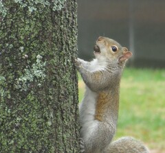 Sciurus carolinensis