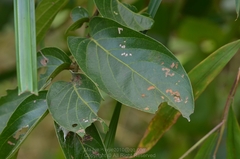 Glochidion zeylanicum