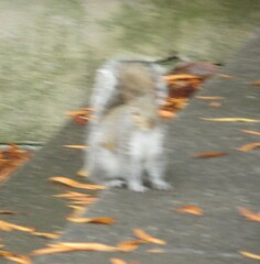 Sciurus carolinensis