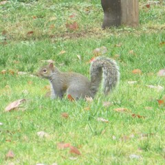 Sciurus carolinensis