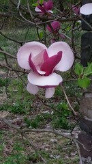 Magnolia × soulangeana