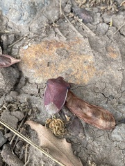 Basicryptus costalis