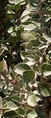 Gardenia aqualla image