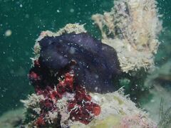Scutus unguis