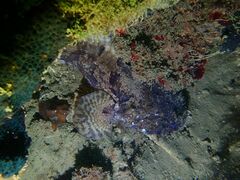 Batrachomoeus trispinosus