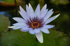 Nymphaea elegans