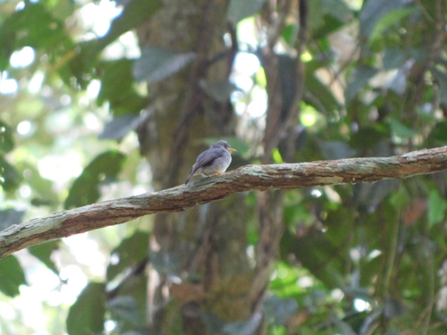 iNaturalist image