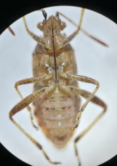 Stictopleurus abutilon