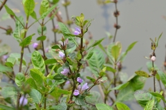 Hygrophila ringens