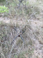 Argiope australis