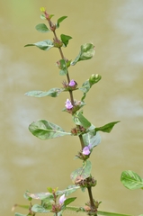 Hygrophila ringens