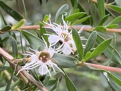 Kunzea leptospermoides