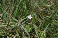 Wahlenbergia stellarioides