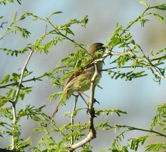 Cercotrichas leucophrys