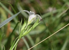 Wahlenbergia stellarioides