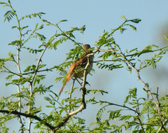 Cercotrichas leucophrys