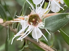 Kunzea leptospermoides