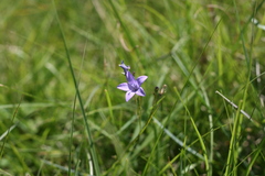 Wahlenbergia undulata