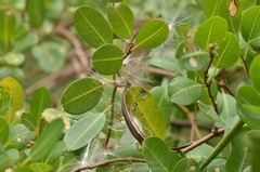 Gymnanthera oblonga
