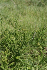 Berkheya carduoides