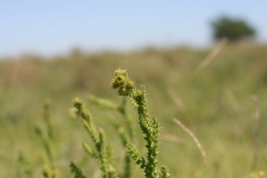 Berkheya carduoides