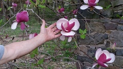 Magnolia × soulangeana