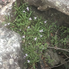 Lithotoma axillaris