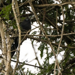 Phaenicophaeus viridirostris