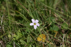 Oxalis smithiana