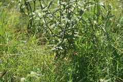 Conostomium natalense