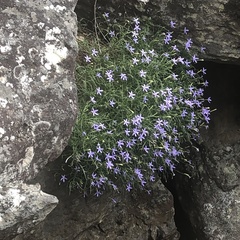 Lithotoma axillaris