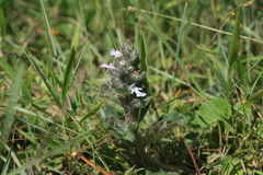 Ajuga ophrydis