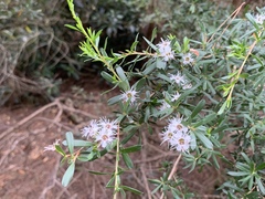 Kunzea leptospermoides