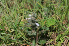 Ajuga ophrydis