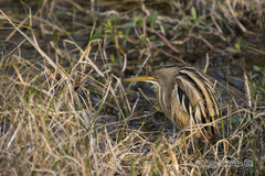 Ixobrychus involucris
