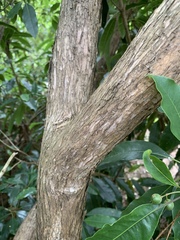 Kunzea leptospermoides