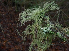 Usnea subscabrosa